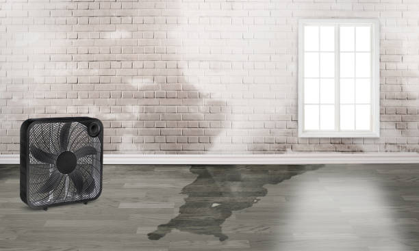 Best Carpet water damage restoration  in Irmo, SC